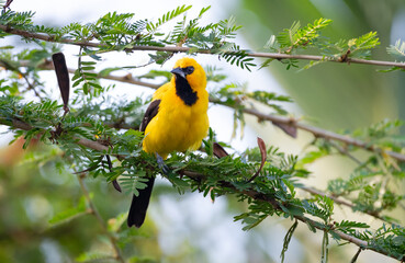 Portrait of a Yellow Oriole, Icterus nigrogularis, perching in a tree in the forest
