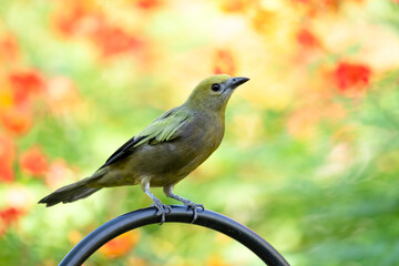 A Palm Tanager, Thraupis palmarum, perched on a black stand in a garden with colorful background. 