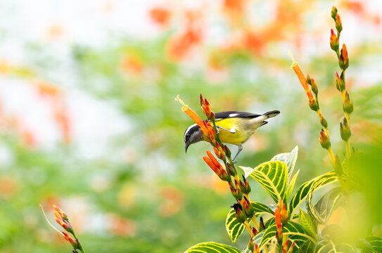 A small Bananaquit perching in a flowering bush feeding on nectar in a pollinator garden.