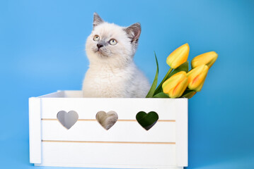 small Scottish Fold kitten on a blue background in a white box and yellow flowers