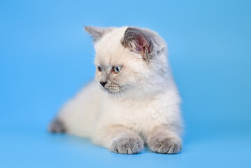 small Scottish Fold kitten on a blue background