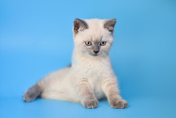 small Scottish Fold kitten on a blue background