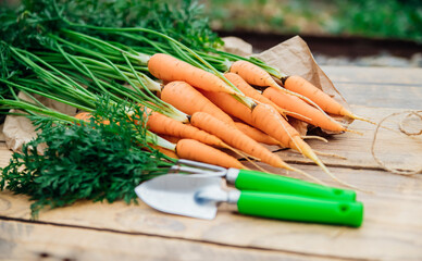 Fresh carrots on a wooden background. Garden tools. Rake and shovel. Vegetables and root vegetables...