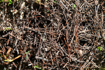 Anthill close up. Ants nest