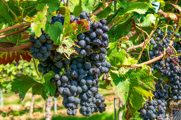 grapes on vine