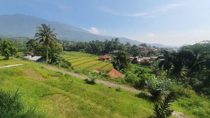 landscape with vineyard and trees