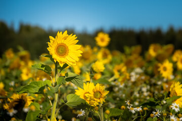 a sunflower field. focus on one flower.