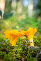 a close up of chantarelle mushrooms in a forest © Joose