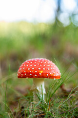 a close up of a red toadstool in forest