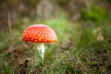 a close up of a red toadstool in forest
