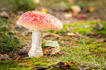 a close up of a red toadstool in forest