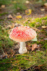 a close up of a red toadstool in forest