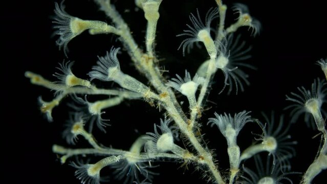 Hydrozoa polyp of Leptothecata order under microscope, possibly genus Halecium. Hydrants close up. White Sea