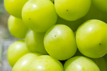 シャインマスカット