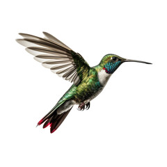 Obraz premium hummingbird looking isolated on white