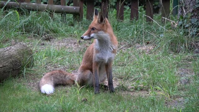 junger Rotfuchs in Gartensiedlung, Fuchs, Vulpes vulpes, junger Rotfuchs, F&uuml;chsin , Deutschland, Brandenburg