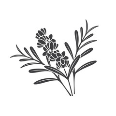 illustration of lavender, a type of fragrant flower.