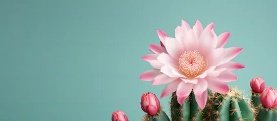 Papier Peint photo Cactus Cactus Gymnocalycium sp on isolated pastel background Copy space with flower