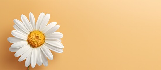 Chamomile without shadow on a isolated pastel background Copy space - obrazy, fototapety, plakaty