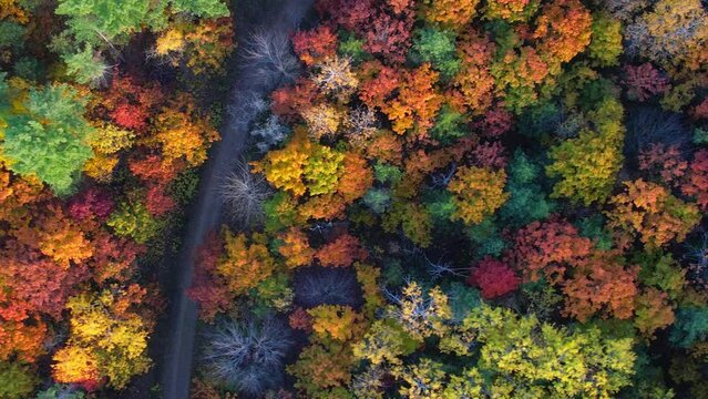 Incredible colourful epic aerial view of Canadian nature at autumn. Flying over colorful fall trees top down view. Slow movement over vibrant maple leafs and firs in North America.