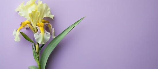 Closeup vertical photo of a lilac or purple bearded iris flower with a green stem and a white and yellow tipped beard isolated pastel background Copy space