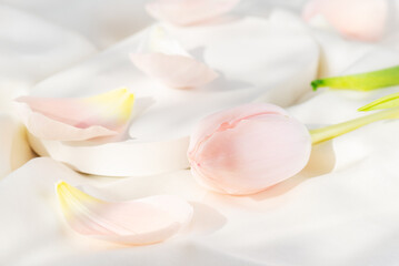 Pink tulip flower with petals on light background.