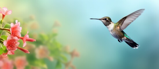 Fototapeta premium Close up photo of a young male hummingbird in flight with pink flowers and greenery with isolated pastel background Copy space focusing on the bird