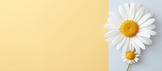 Chamomile on isolated pastel background Copy space