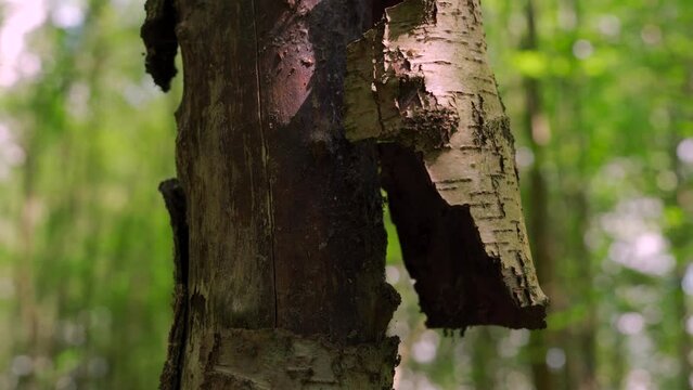A piece of silver birch tree bark flapping in the breeze