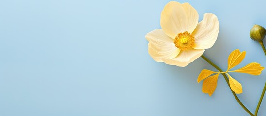 Buttercup flower alone against isolated pastel background Copy space