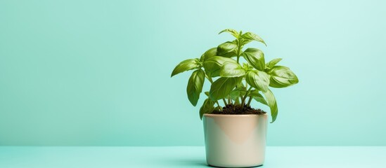 A professional photograph showcasing a basil plant in a pot isolated pastel background Copy space