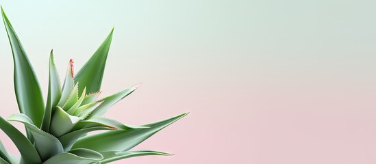 Fototapeta na wymiar Aloe vera plant on a isolated pastel background Copy space