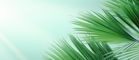 Obraz premium Capture the image of the palm leaf Sumawong fan palm isolated pastel background Copy space
