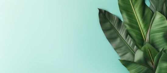 Banana leaf isolated on a isolated pastel background Copy space