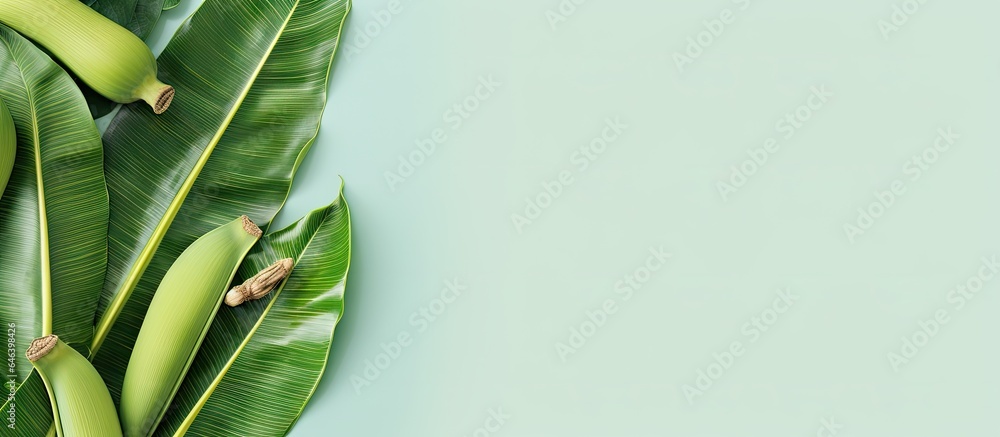 Poster banana leaf isolated on a isolated pastel background copy space