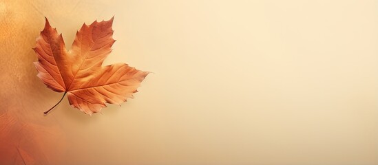 Naklejka na ściany i meble Autumn leaf alone on a isolated pastel background Copy space