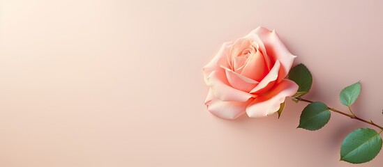 Beautiful rose isolated on a isolated pastel background Copy space