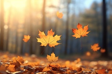 Autumn background. Maple leaves are spinning and falling from the trees.  