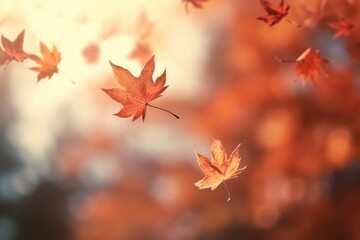 Maple leaves are spinning and falling from the trees. Autumn background. 