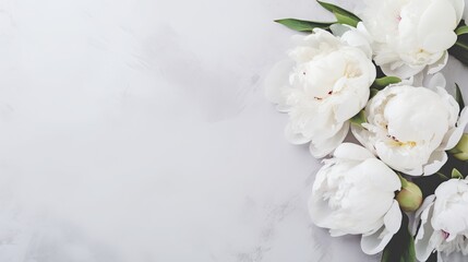 Fresh white peonies on a background of light gray table. No space for sentimental or emotionally charged text, quotes, or sayings. Closeup. - obrazy, fototapety, plakaty