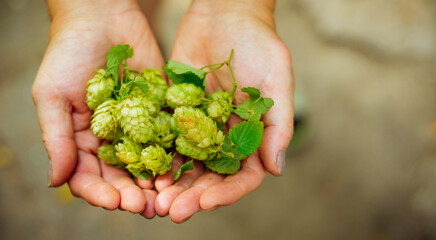 Hands hold cones of hop. Top view - Powered by Adobe