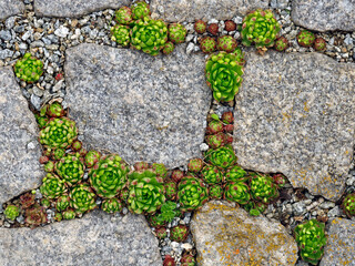 Stone rose or Sempervivum between granit stones, top view of growing houseleeks in fugue