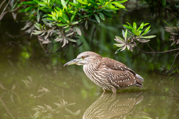 Black-Crowned Night Heron (Nycticorax nycticorax) Juvenile in California