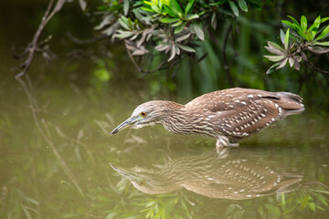 Black-Crowned Night Heron (Nycticorax nycticorax) Juvenile in California