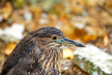 Black-Crowned Night Heron (Nycticorax nycticorax) Juvenile in California