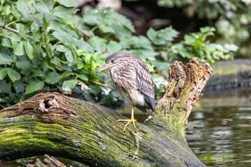 Black-Crowned Night Heron (Nycticorax nycticorax) Juvenile in California