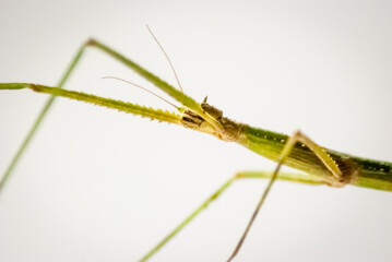 mantis macro