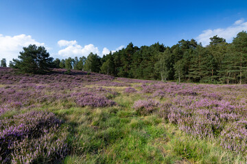 Fototapeta na wymiar Wunderschöne blühende Heidefläche in der Weseler Heide.