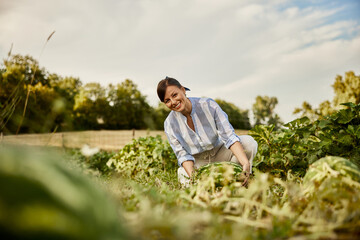 A pretty brunette woman working in her garden, choosing a ripe watermelon.