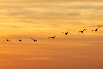 Geese in flight silhouetted against a sunset sky